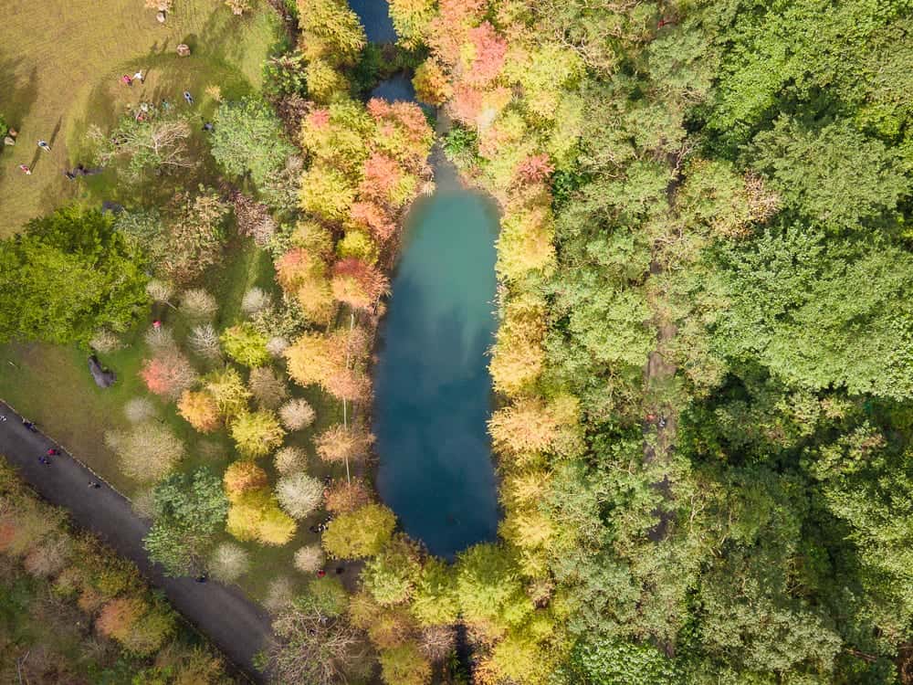 宜蘭三層坪落羽松