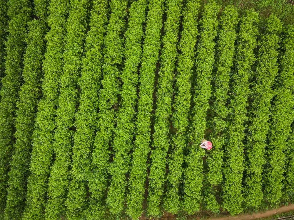 新北三芝茶敘製茶場