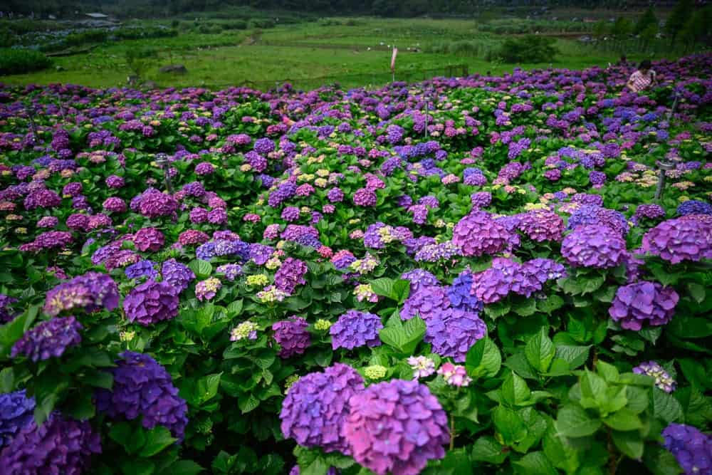 大賞園繡球花田 5-6 月限定花季