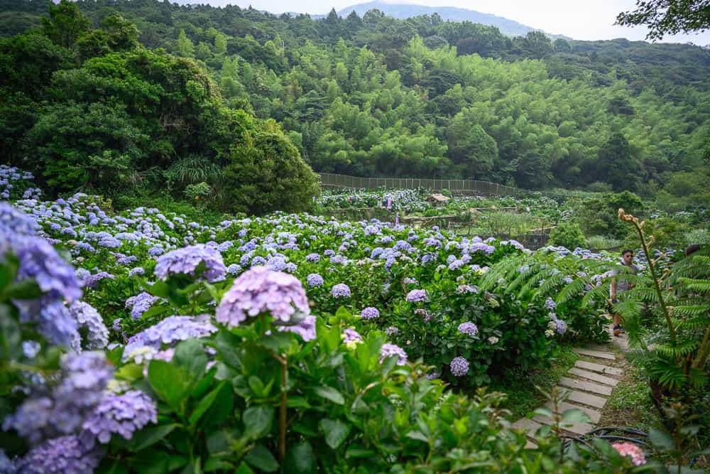 午後陽光繡球花田 5-6 月限定花季