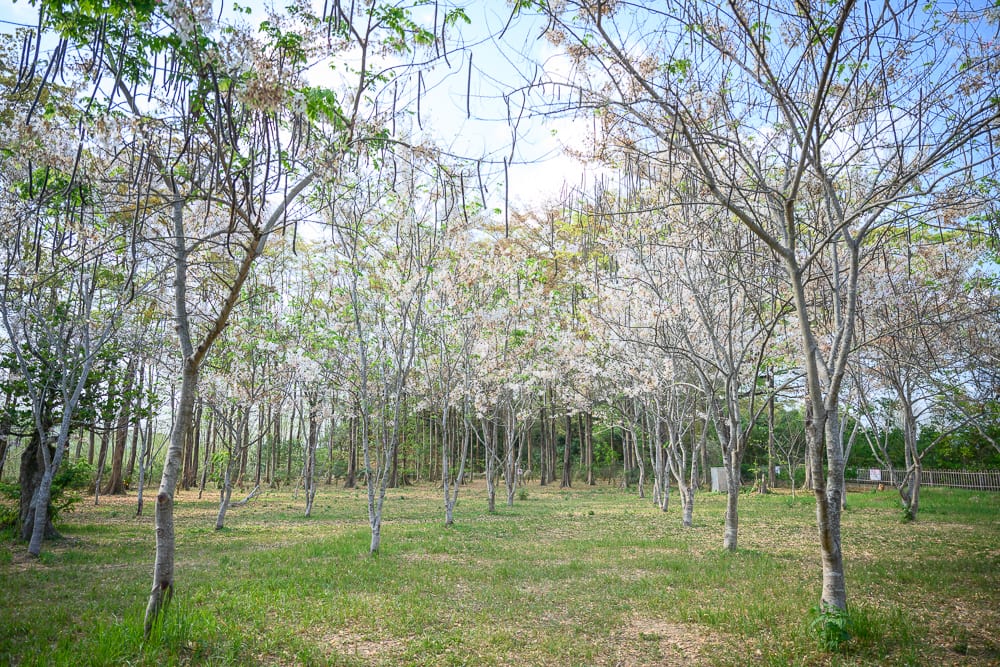 高雄公園景點懶人包|11個親子免費景點推薦 9 高雄天台山維多利亞公園