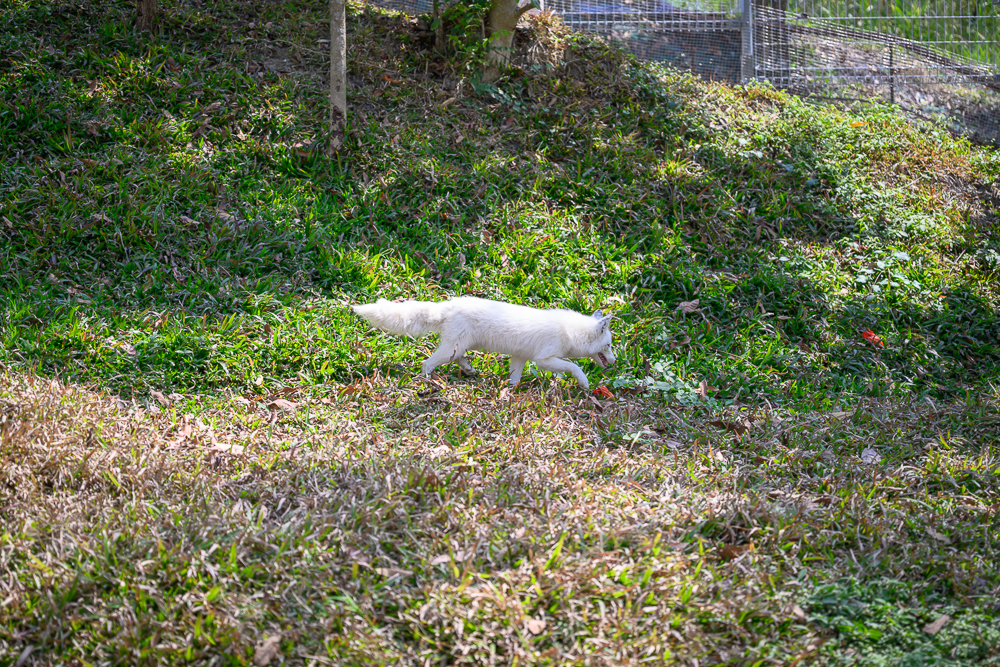 高雄野森動物學校北極狐