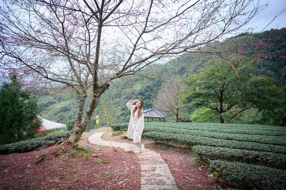 宜蘭採果農場懶人包|11個季節限定體驗 9 宜蘭玉蘭茶園