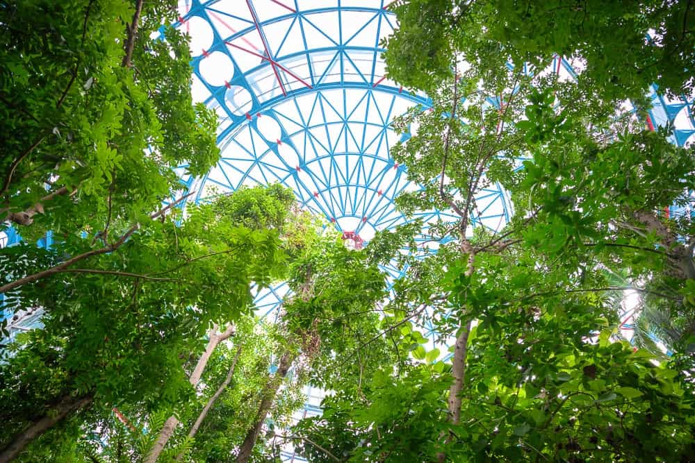 台中科博館植物園區-紙箱王