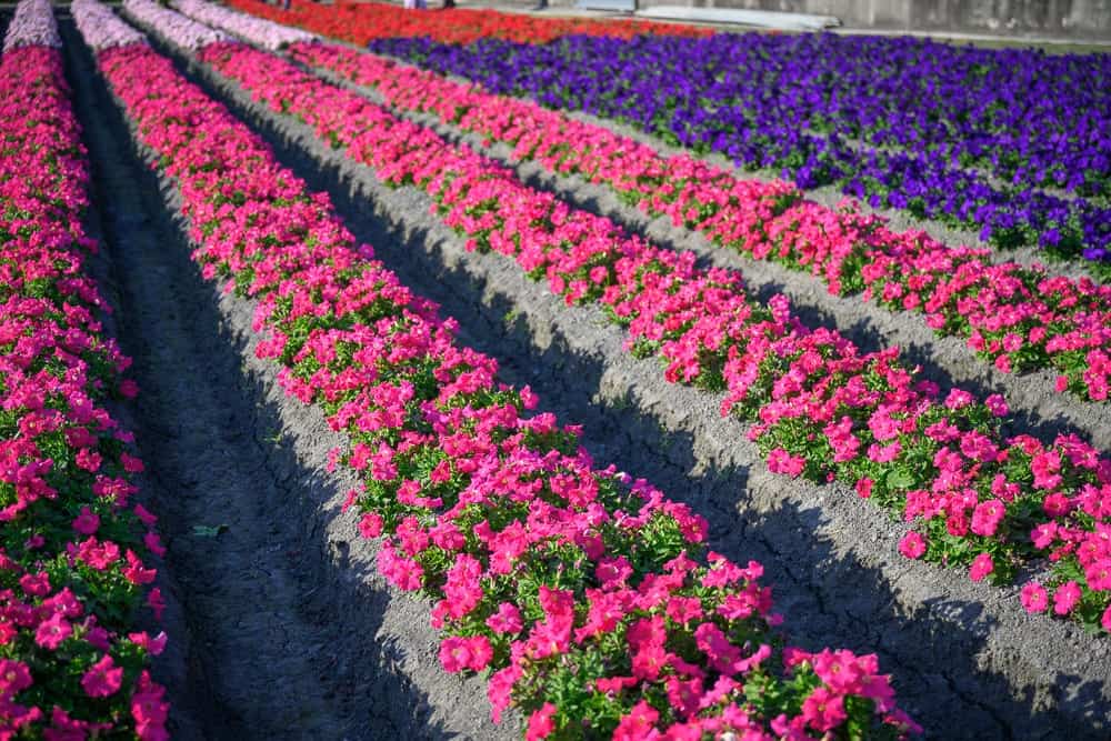 彰化董家花田
