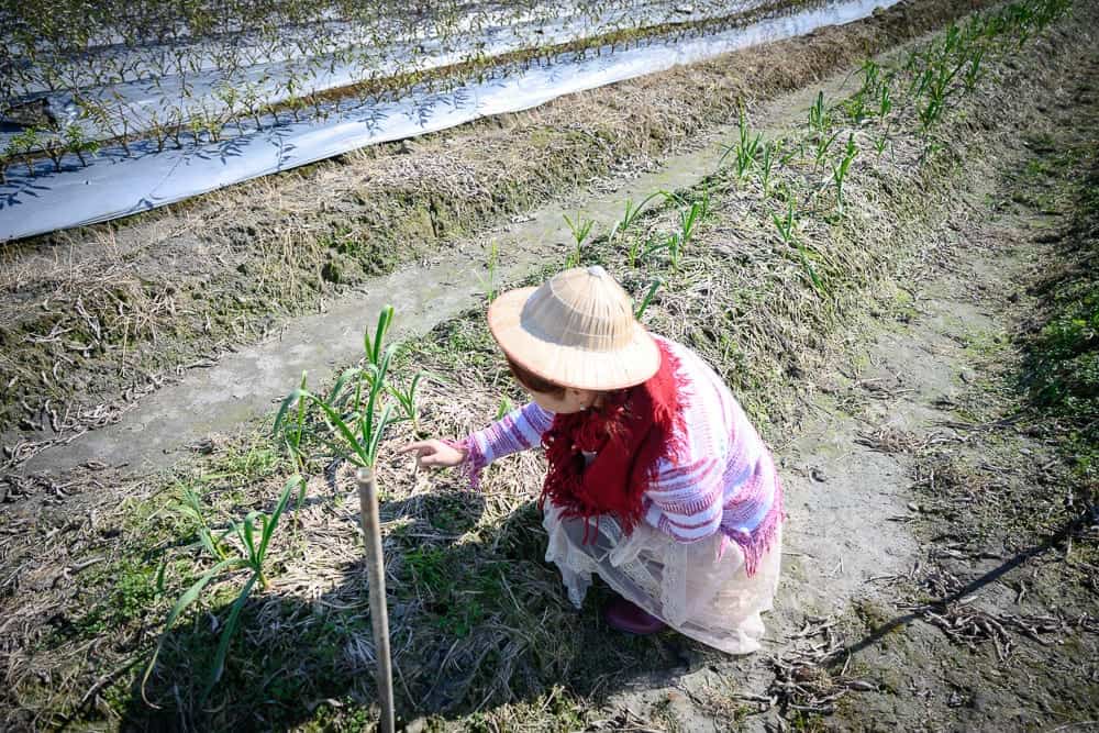 宜蘭採果農場懶人包|11個季節限定體驗 7 宜蘭初咪體驗農場