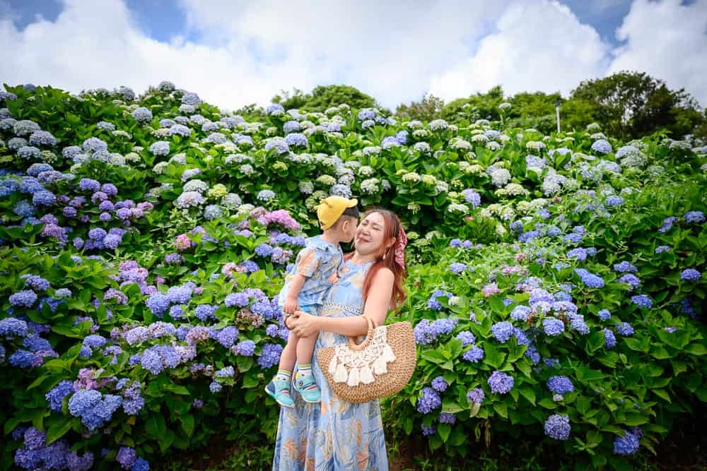 高家繡球花田 萬利園區 5-6 月限定花季