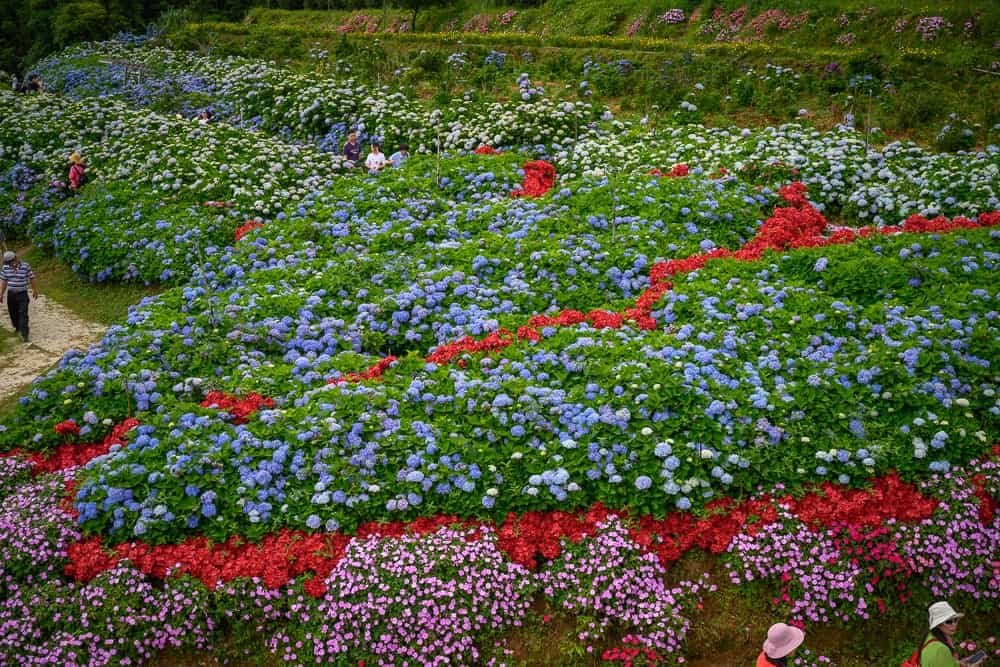 新北高家繡球花萬里園區
