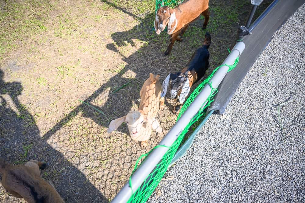 宜蘭採果農場懶人包|11個季節限定體驗 4 宜蘭柯爺爺農場