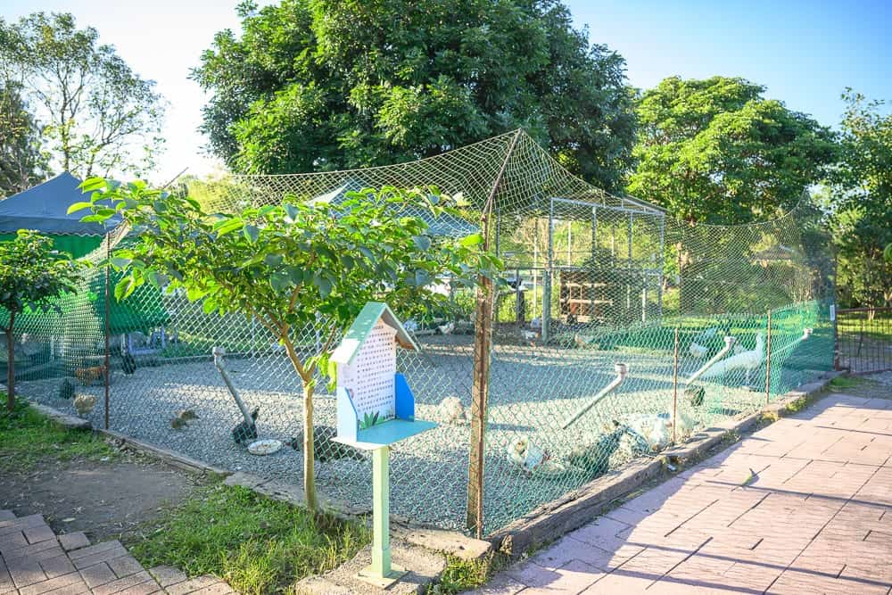 宜蘭採果農場懶人包|11個季節限定體驗 12 宜蘭宜農牧場