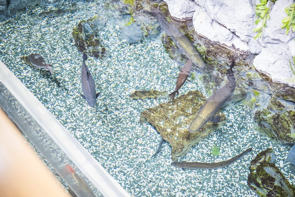 日本沖繩DMM水族館 細節