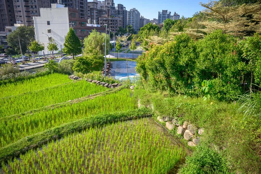 桃園大有梯田生態公園