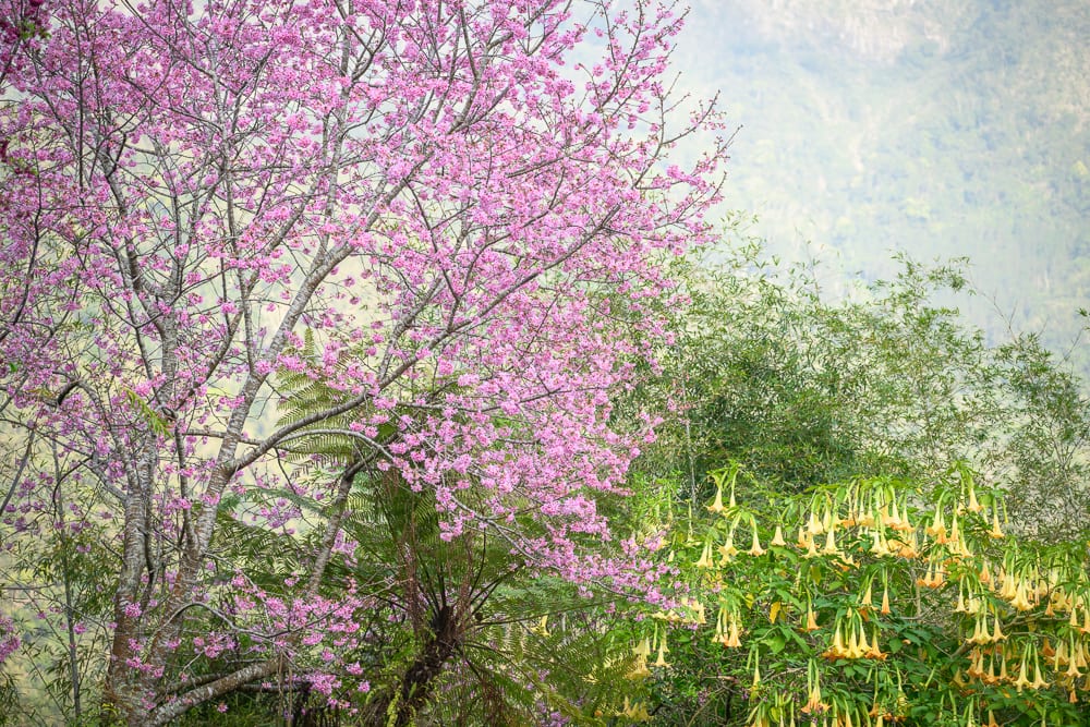 南投竹棧餐廳