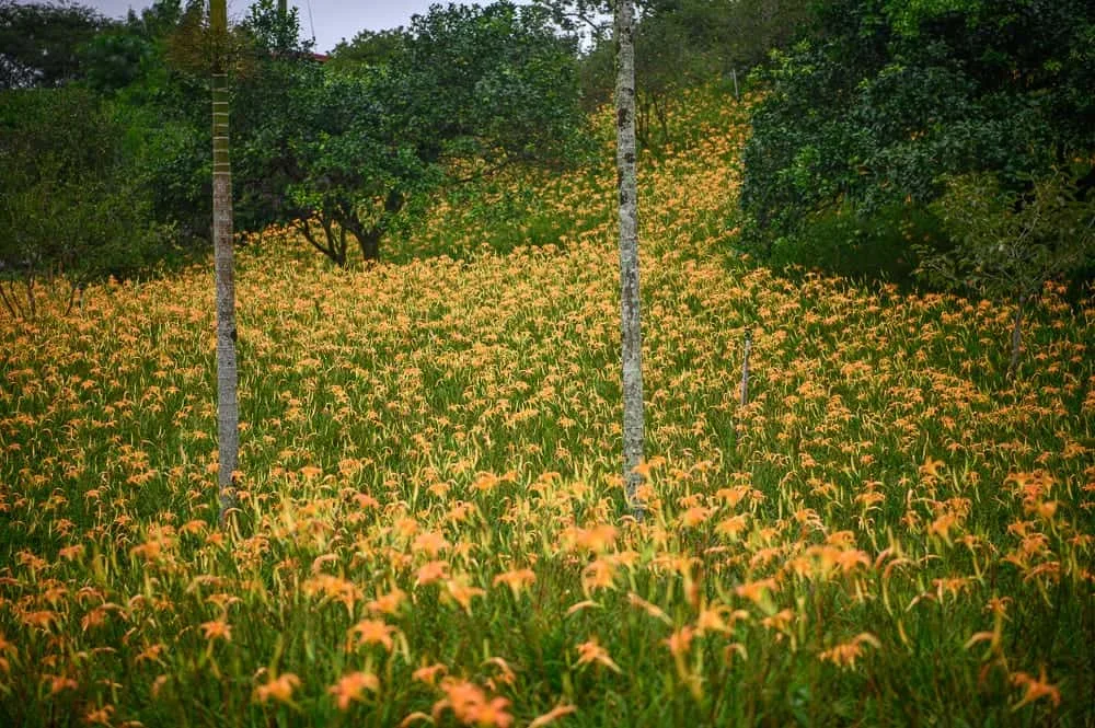 花蓮竹林湖金針