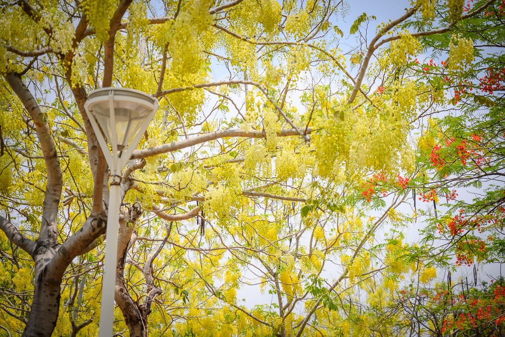 高雄公園景點懶人包|11個親子免費景點推薦 7 高雄番茄會社
