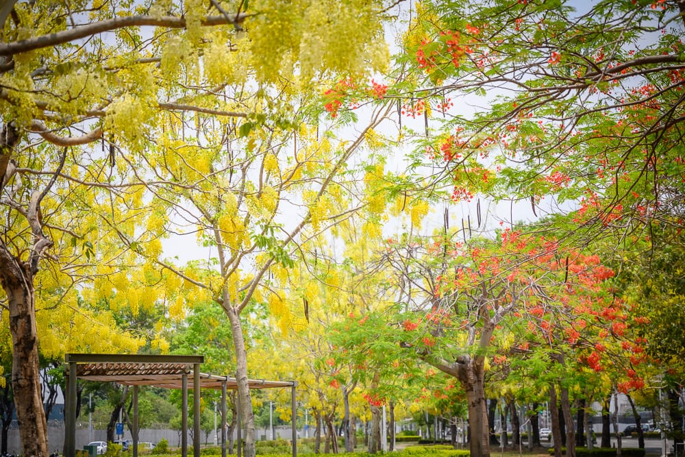 高雄公園景點懶人包|11個親子免費景點推薦 6 高雄飛機公園阿勃勒