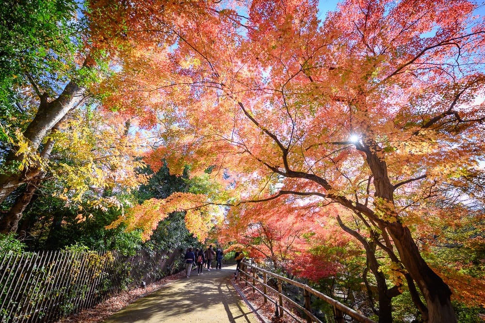 日本京都廟宇景點懶人包|5座必訪廟宇求籤指南 5 日本京都北野天滿宮