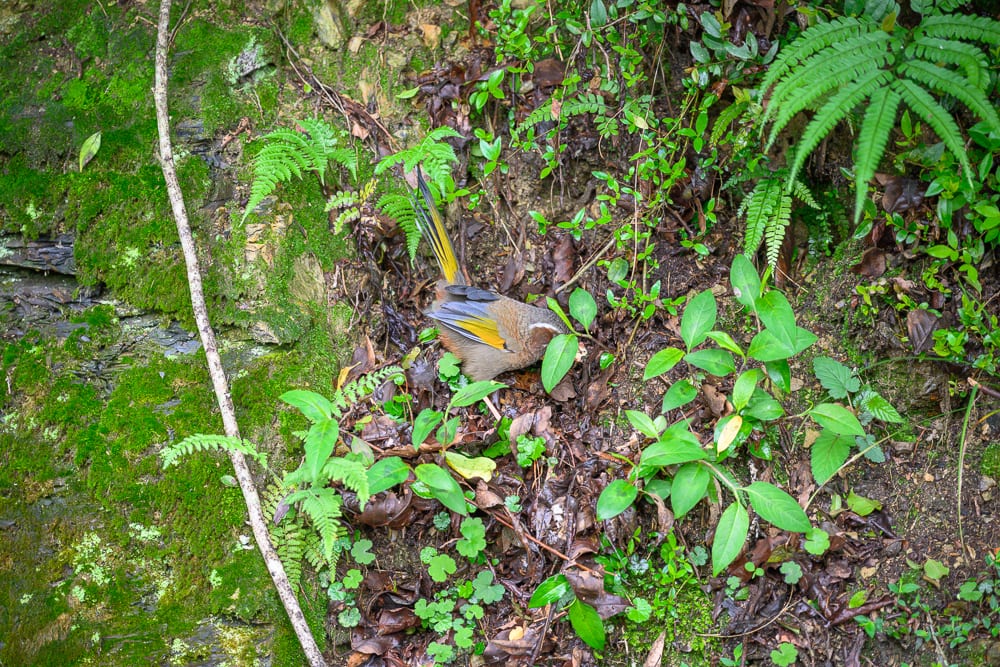 新竹公園景點懶人包|8個親子免費景點推薦 7 新竹觀霧國家森林遊樂區