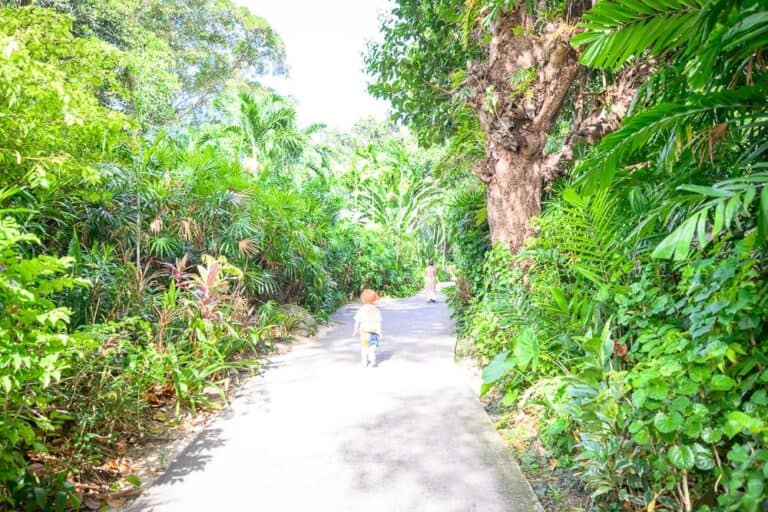 泰國普吉-Clubmed｜綠色叢林、樹、植物、道路、人。 一個小孩在叢林中一條寬敞的道路上奔跑，兩旁是茂密的綠色植物和樹木，