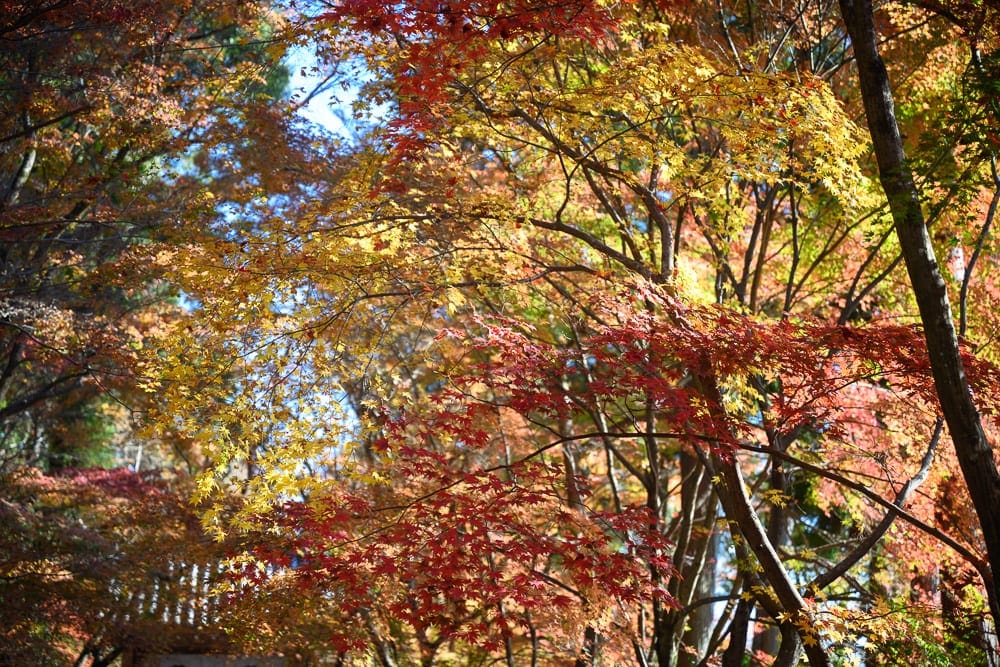 日本京都廟宇景點懶人包|5座必訪廟宇求籤指南 3 日本京都光明寺
