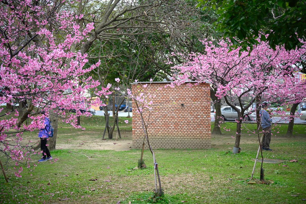 新竹公園景點懶人包|8個親子免費景點推薦 2 新竹新竹公園櫻花