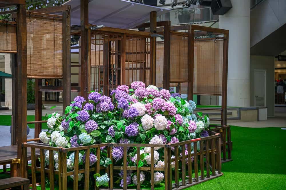 三井繡球花田 5-6 月限定花季