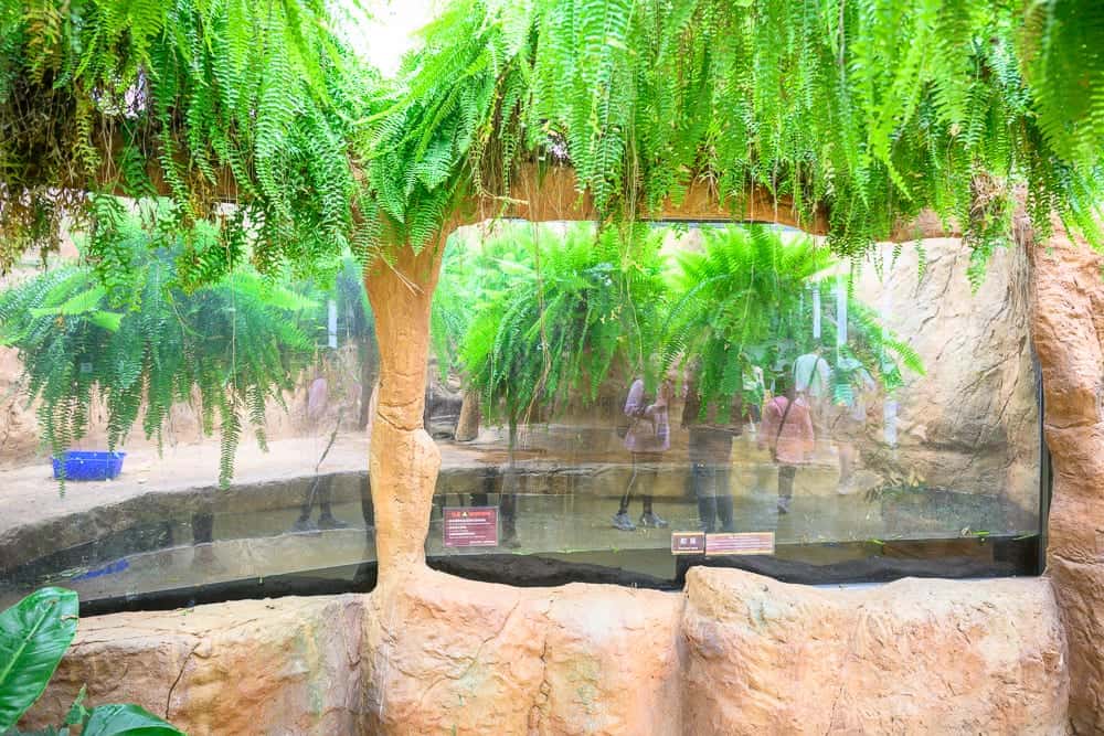 宜蘭蘭陽動植物王國｜室內，樹，綠植，石塊，玻璃，展覽區，遊客。