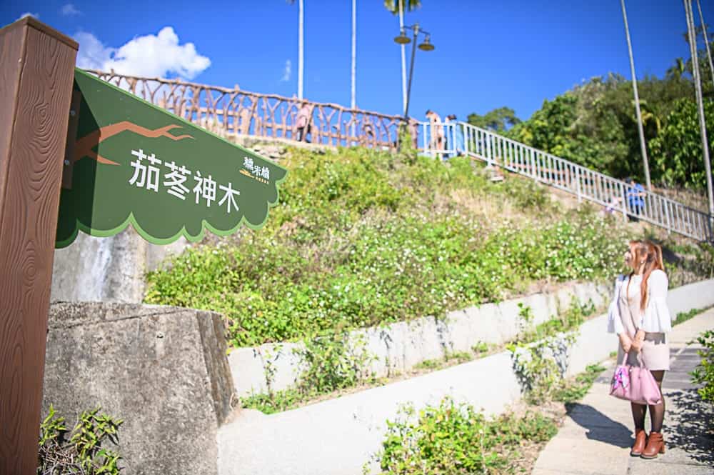 茄苳神木入口導覽招牌與遊客