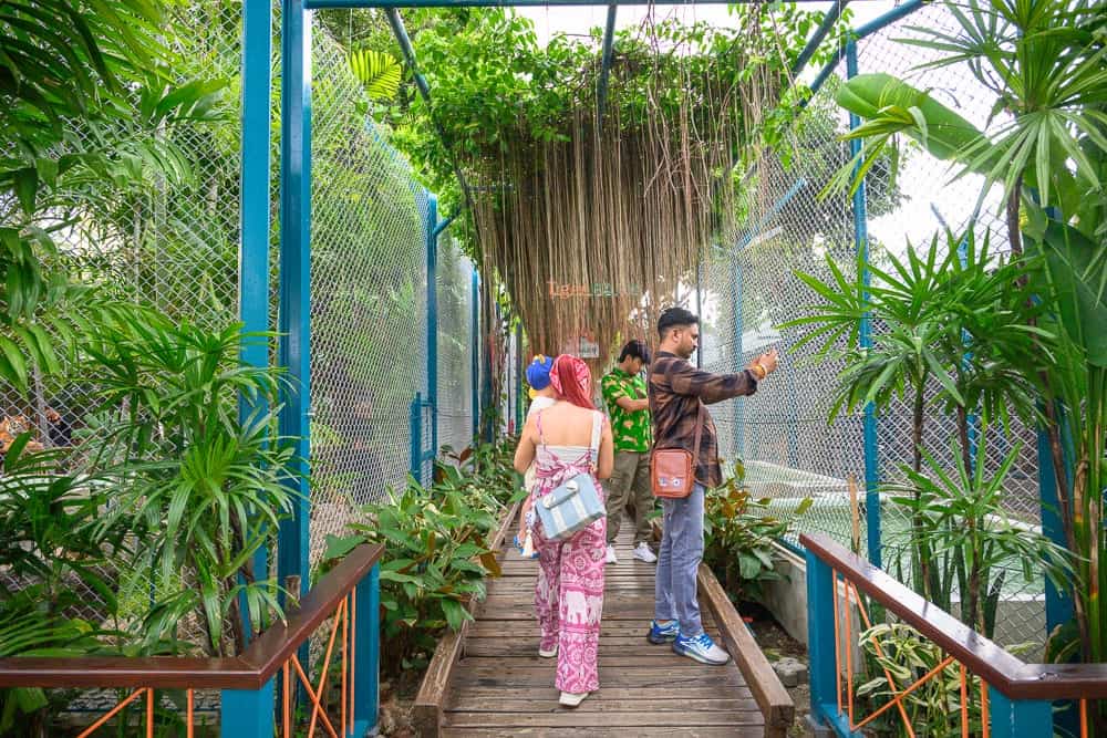 泰國芭達雅老虎園