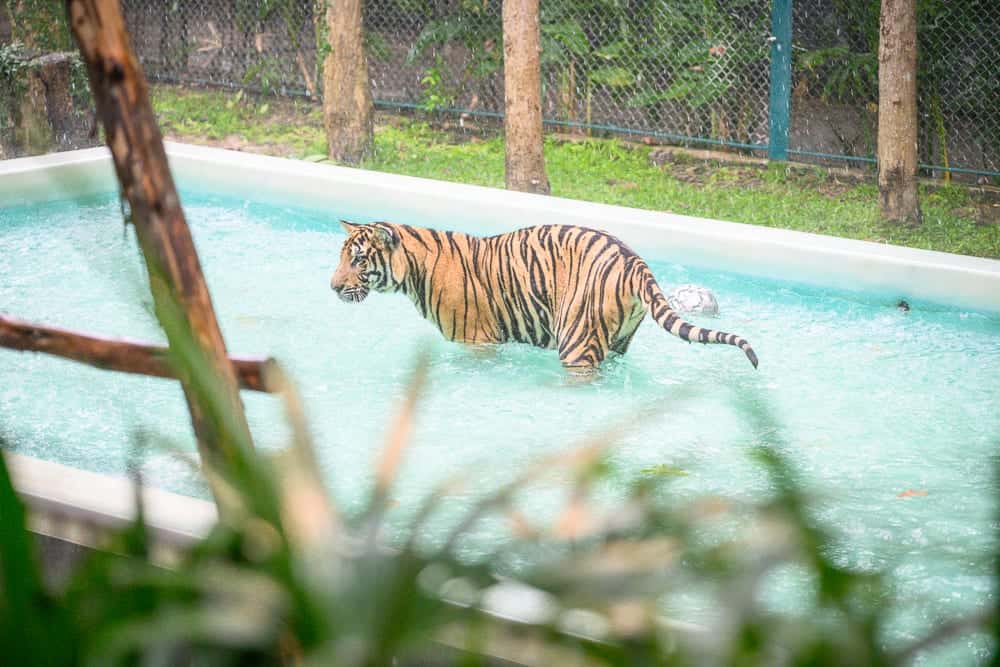 泰國芭達雅老虎園