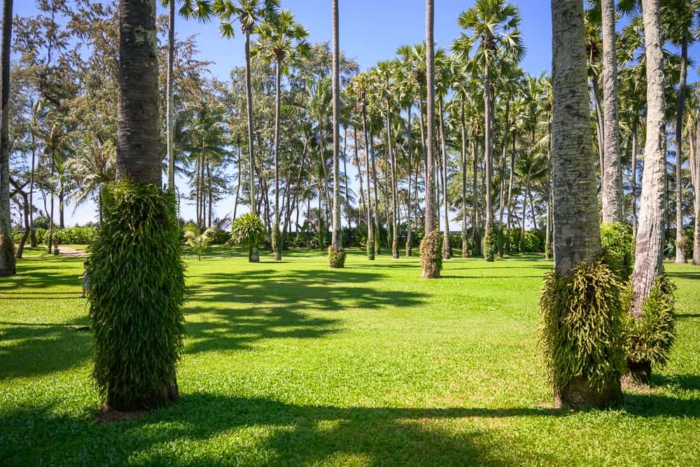 泰國普吉-Clubmed｜茂密的棕櫚樹林，綠草如茵的草坪，陽光灑落，樹影斑駁，熱帶度假村的寧靜場景。