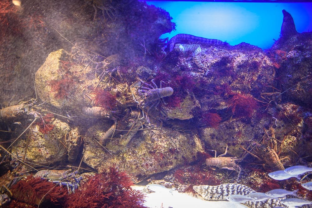 日本三重鳥羽水族館