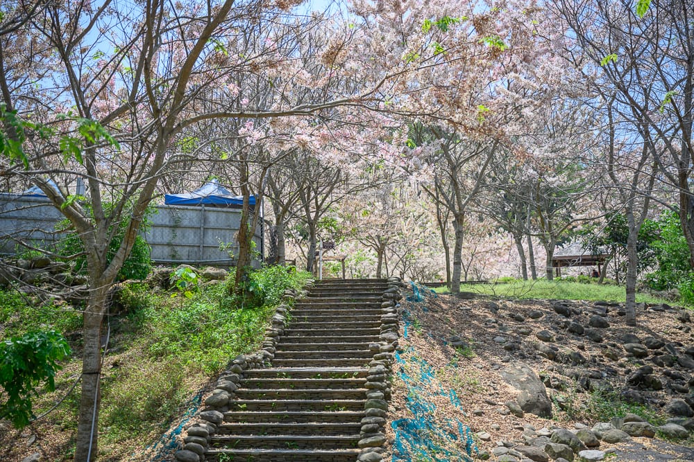 高雄公園景點懶人包|11個親子免費景點推薦 2 高雄寶來花賞溫泉公園花旗木