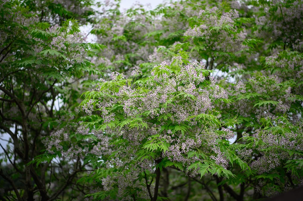 宜蘭博物館懶人包|6個必逛展館門票時間推薦 3 宜蘭蘭陽博物館