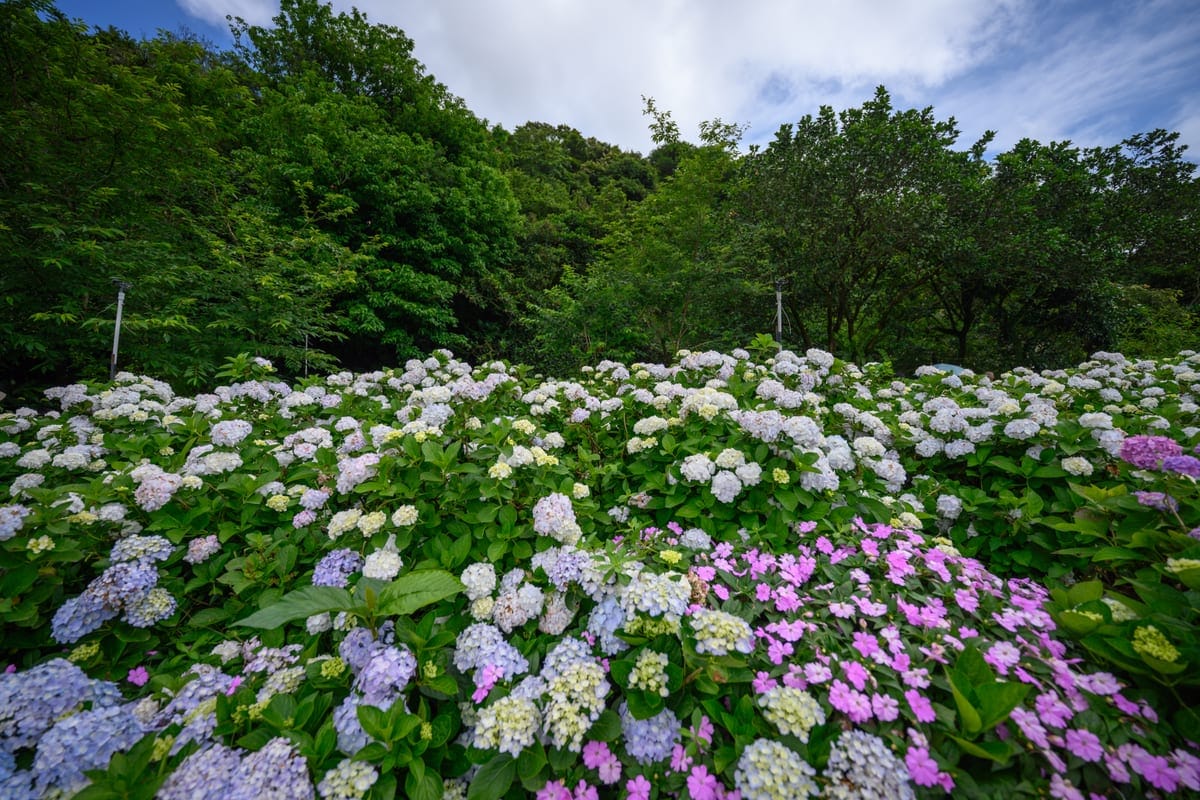 高家繡球花田藍色粉紅白色紫色等多種顏色的繡球花