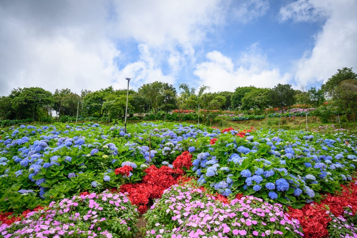 高家繡球花田萬里園區盛開的藍色粉紅色繡球花田