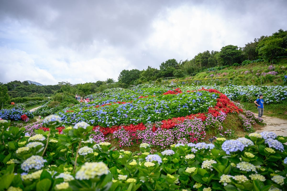 高家繡球花田萬里園區戶外的繡球花海全景