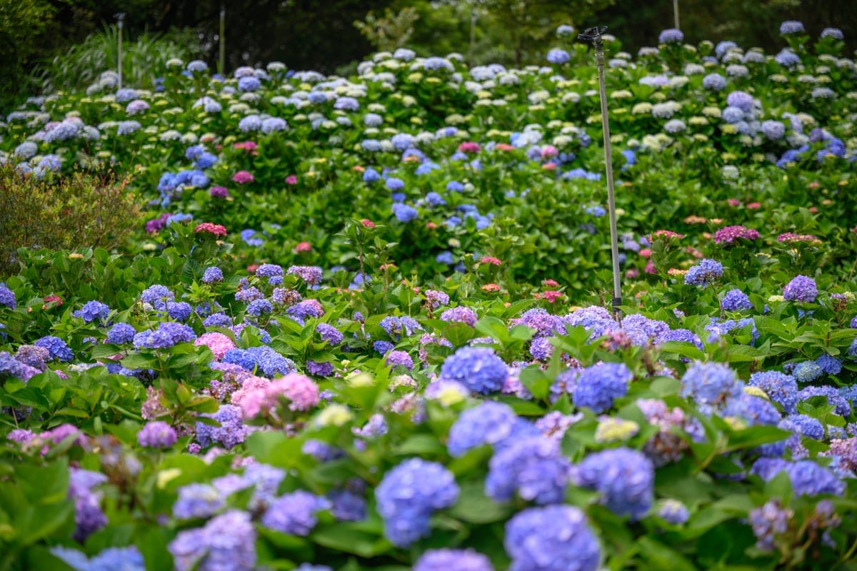 高家繡球花田萬里園區大片藍紫色與粉色繡球花海
