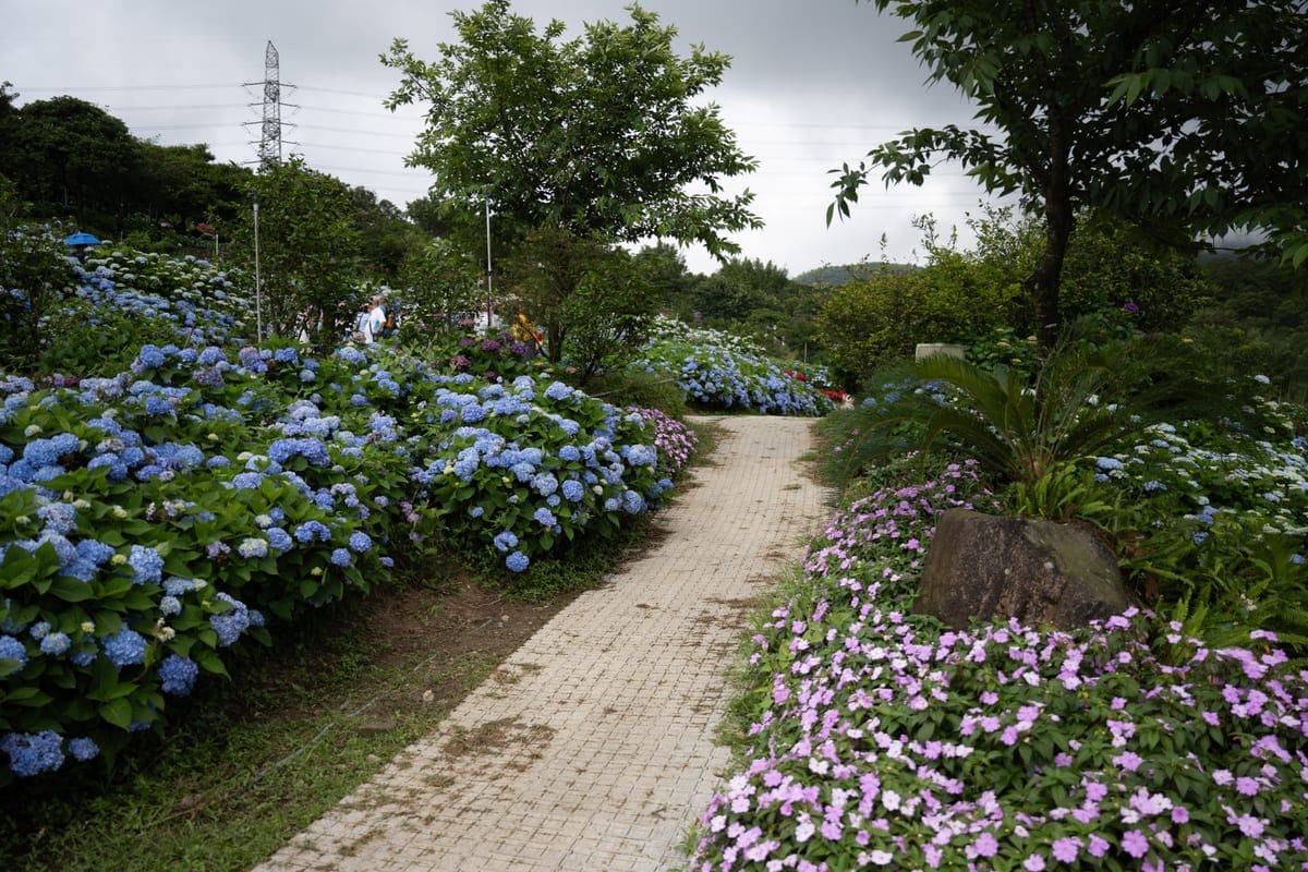 高家繡球花田萬里園區步道兩旁的藍色繡球花