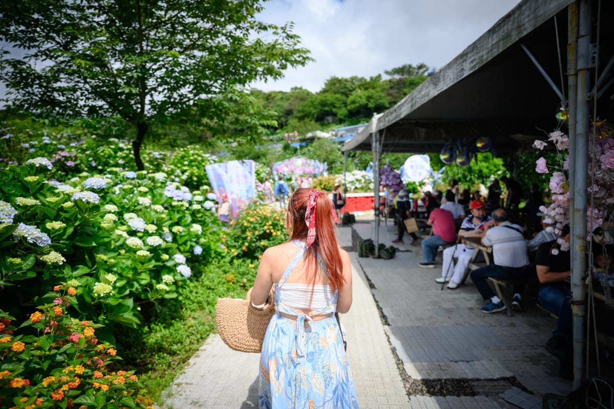 遊客在高家繡球花田萬里園區的步道間散步賞花