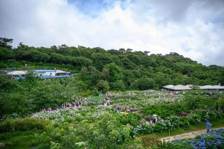 新北【高家繡球花田萬里園區】8000坪8色繡球花海,5-6月盛開順遊野柳金山 10 高家繡球花田萬里園區整片山坡的繡球花海與後方山景