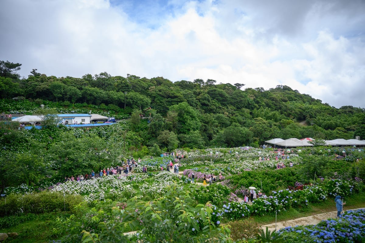 高家繡球花田萬里園區整片山坡的繡球花海與後方山景