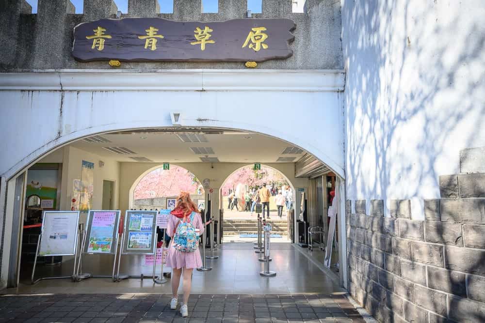 南投清境農場櫻花現場畫面