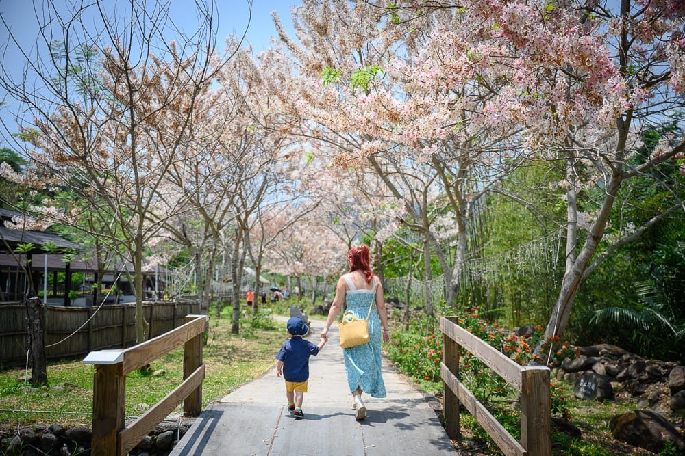 高雄寶來花賞溫泉公園花旗木 粉色花海、草地與木亭