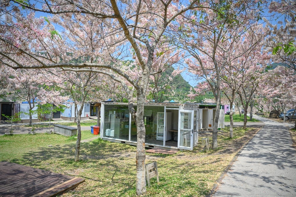 高雄寶來花賞溫泉公園花旗木｜櫻花、樹、草地、建築、道路、汽車。