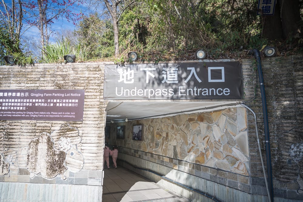 清境農場櫻花 - 清境農場櫻花票價、交通與適合對象