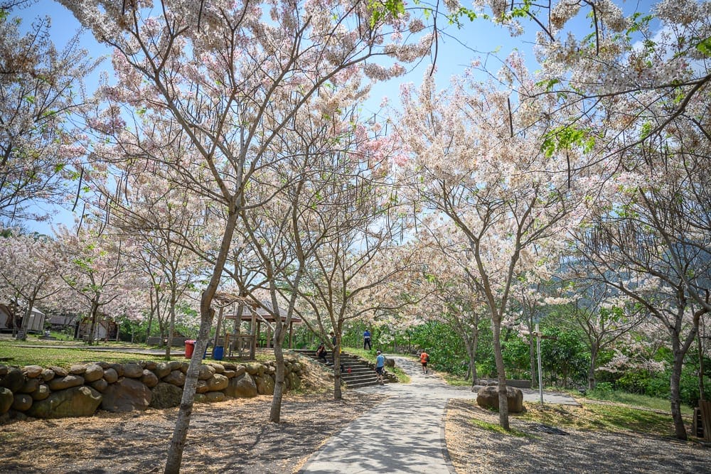 高雄寶來花賞溫泉公園花旗木｜公園、步道、石牆、樹、花、藍天、人。