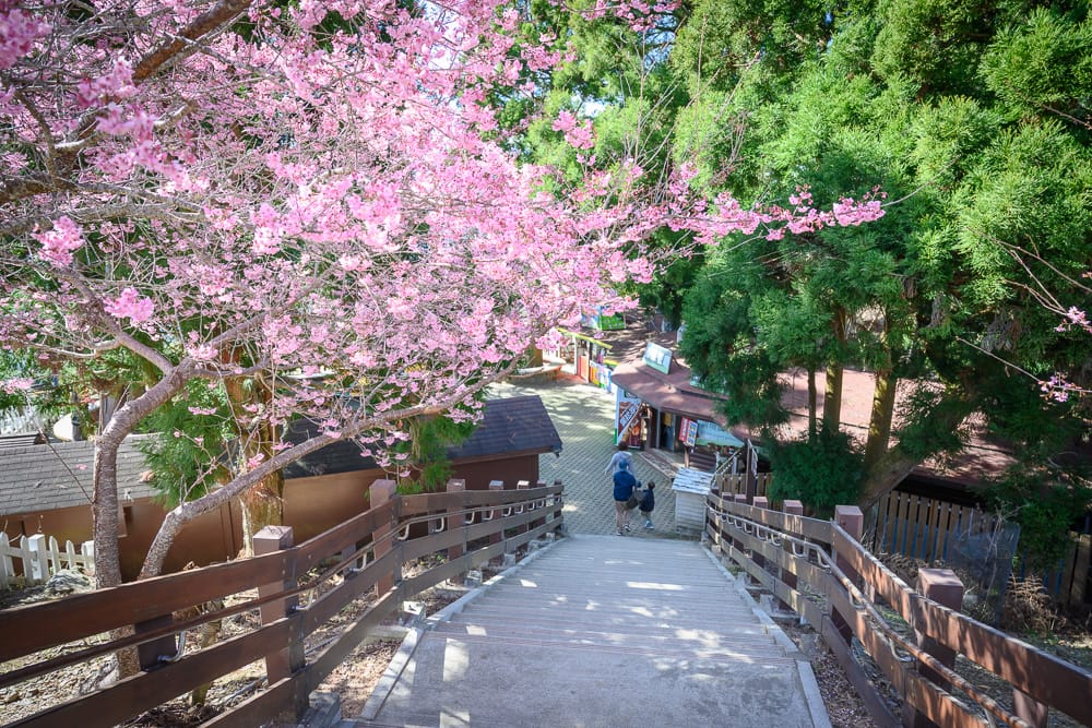 清境農場櫻花 - 清境農場櫻花附近景點與一日遊組合