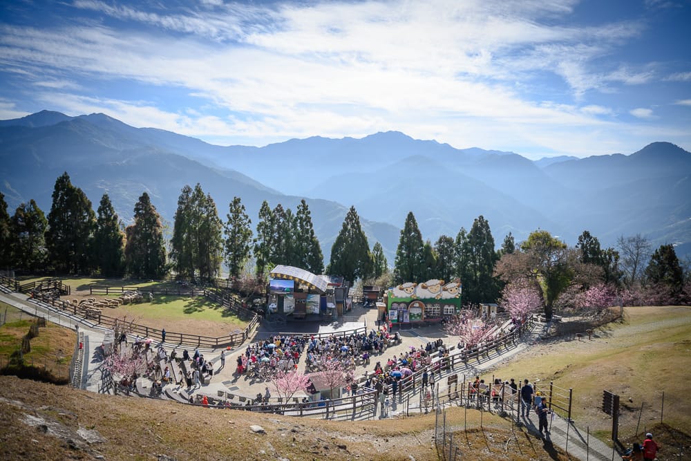 清境農場櫻花 - 清境農場櫻花在哪？位置、規模與遊玩動線