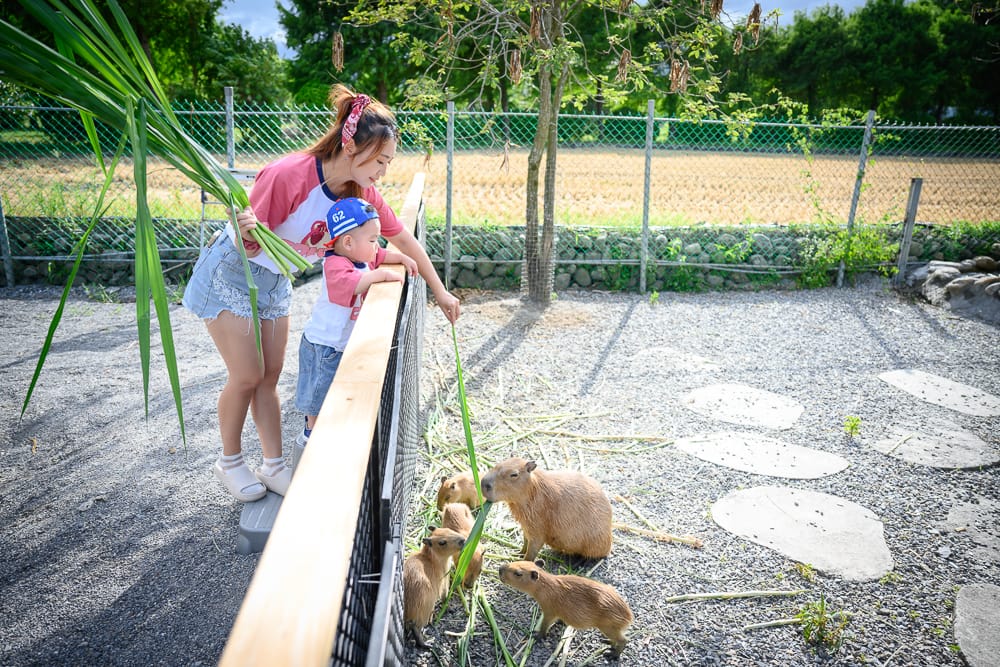 宜蘭稻庄休閒農場｜我們去過才知道，餵水豚、室內遊戲室、露營帳篷全在同一個農場